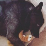 dogs and toys